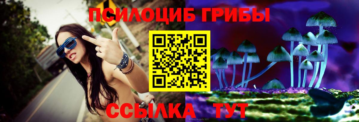 Псилоцибиновые грибы Cubensis Строитель